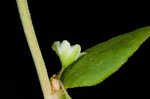 Climbing false buckwheat